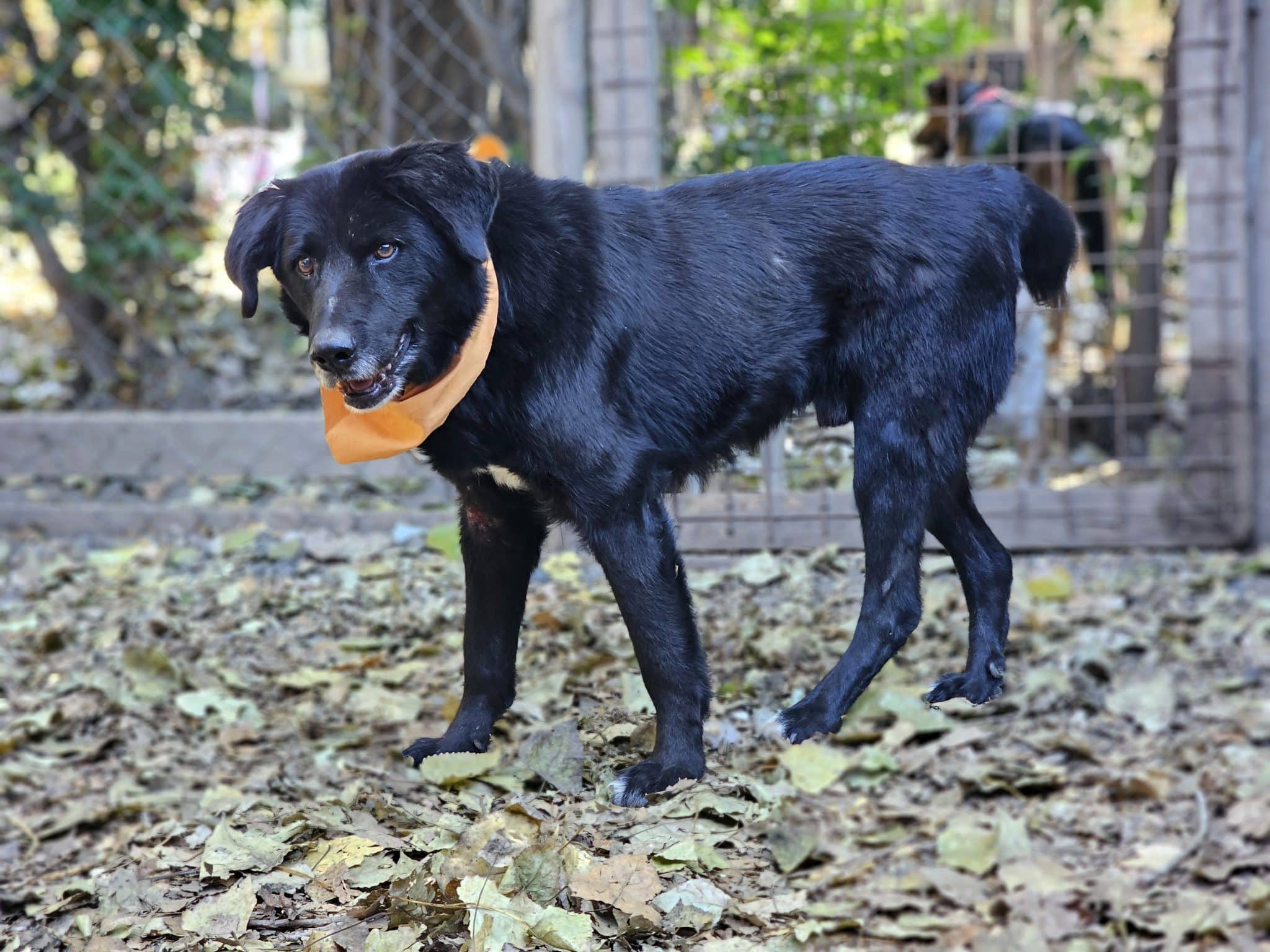 Tritón 1