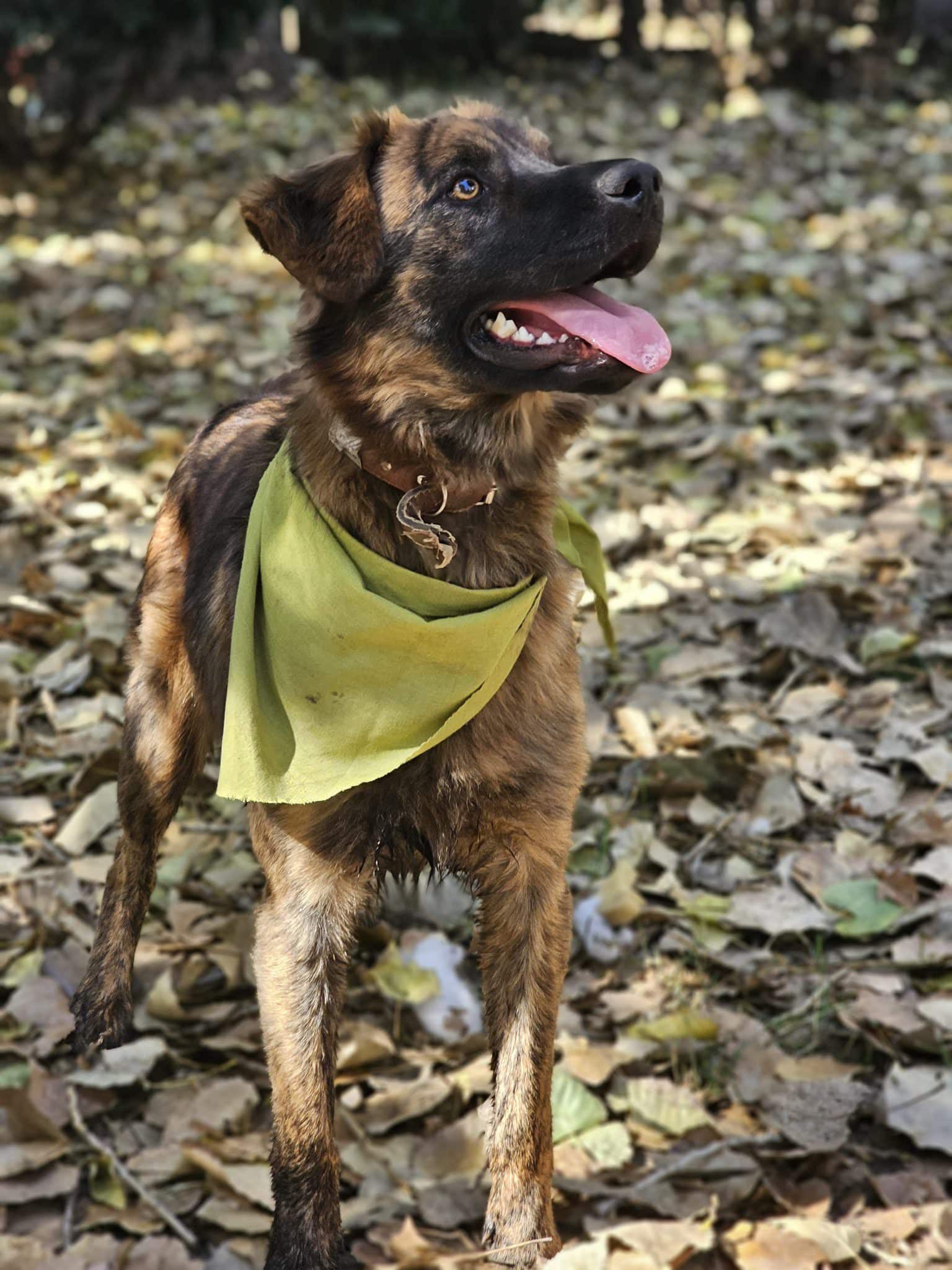 Tritón 2